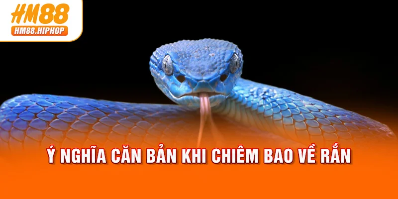 Ý nghĩa căn bản khi chiêm bao về rắn